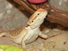 Pogona