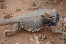 lacertilia.com Pogona