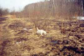 labroucha.narod.ru Poick