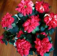 ellishollow.remarc.com Poinsettia
