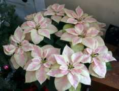 ellishollow.remarc.com Poinsettia