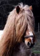 equiworld.com Poitevin