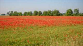 panoramio.com Pojana