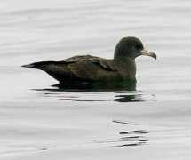 montereyseabirds.com Poklen