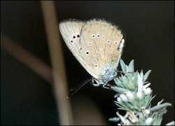 butterfliesofbulgaria.com Polaro