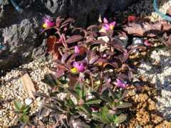 botanic.jp Polcha