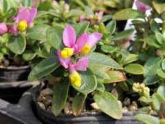 botanic.jp Polcha