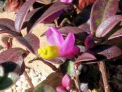botanic.jp Polcha
