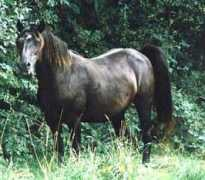 welshcobs.info Poletta