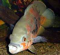tropicalfishgallery.com Polho