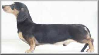 lildoxis.com Polinard