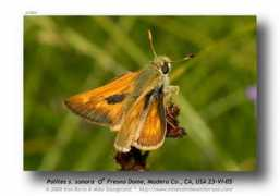 butterfly.ucdavis.edu Polites