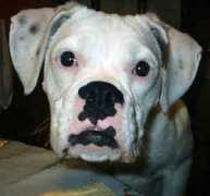 gotpetsonline.com Politta