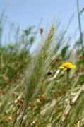 vernalpools.org Polmon
