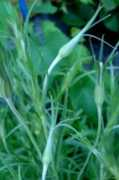 garden-en.com Polni