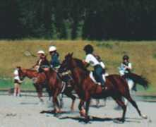 bigsky.ponyclub.org Polox