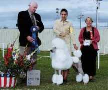 astoriastandardpoodles.com Polter