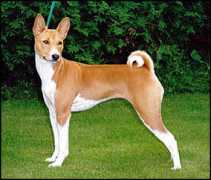 basenji.junix.cz Polyanna