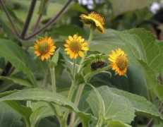 strangewonderfulthings.com Polymnia