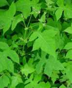 missouriplants.com Polymnia