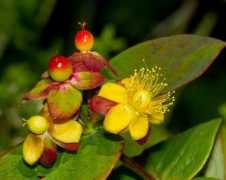 house-dacha.ru Polza