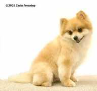 Pom