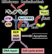 atlasgeneticsoncology.org Pombe