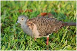 oiseaux.net Pombinha