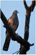 oiseaux.net Pombinha