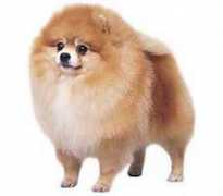 puppyeducation.com Pomeranian