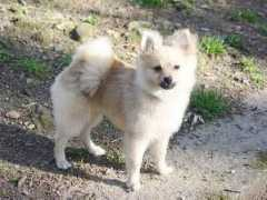 dogs.y2u.co.uk Pomeranian