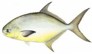 missteak.com Pompano