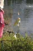 mariculturetechnology.com Pompano