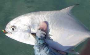 gulfcoastfff.org Pompano