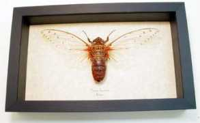 butterfly-designs.com Pomponia