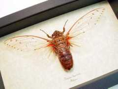 butterfly-designs.com Pomponia