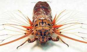 butterfly-designs.com Pomponia