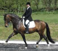 highoffleystud.co.uk Poncel