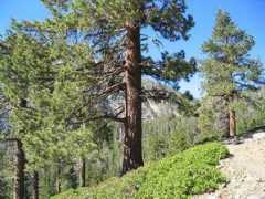 causality.inf.ethz.ch Ponderosa