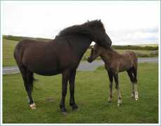 netta.egoblock.co.uk Ponit