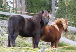 kenneljahkkas.nettilemmikki.fi Ponit