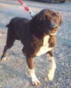 Ponko