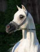 ponnath-arabians.com Ponnath