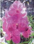 orchidkb.com Ponpimol