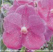 orchidkb.com Ponpimol