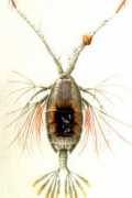 invertebrates.si.edu Pontel
