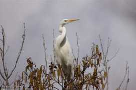 oiseaux.net Ponthieux