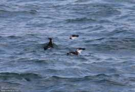 oiseaux.net Ponthieux