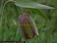 greekmountainflora.info Pontico