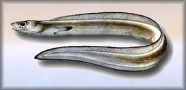 operagastro.com Pontico